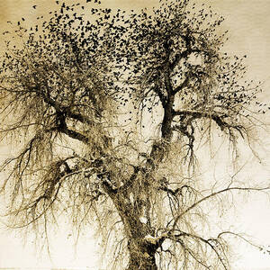  Bird Tree Fine Art  Mono Tone and Textured by James BO Insogna