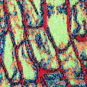 Acoustic Micrograph Of Onion Cells #1 by Science Photo Library