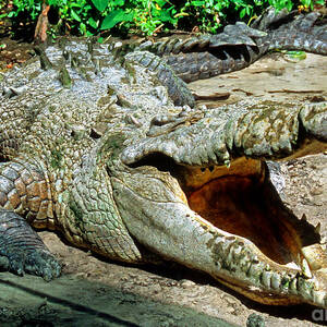 American Crocodile #1 by Millard H. Sharp