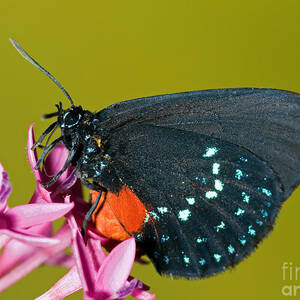 Atala Butterfly #1 by Millard H. Sharp