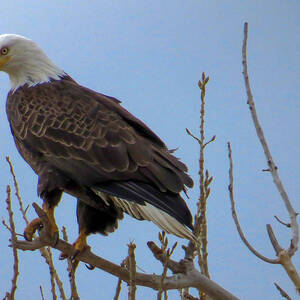 Bald Eagle on a Branch #2 by Dawn Key