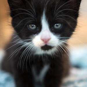 Black and white Kitten by Iris Richardson