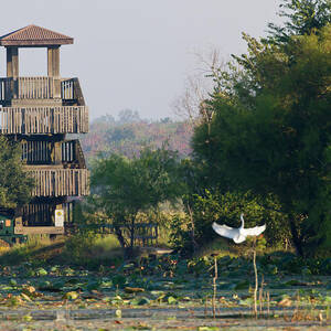 Brazos Bend State Park And Wetlands #1 by Larry Ditto