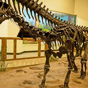 Camarasaurus Dinosaur #1 by Millard H. Sharp