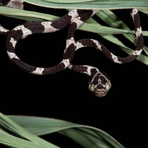 Cat-eyed Snake Or Blunthead Tree Snake #1 by Pete Oxford