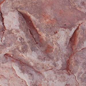 Dinosaur Footprint In Arizona #1 by Science Photo Library
