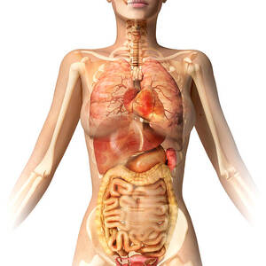 Anatomy Of Female Body With Internal Digital Art by Leonello