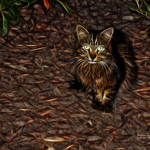 Feral Cat - 9905 F #1 by James Ahn