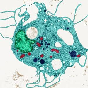 Fibroblast #1 by Science Photo Library