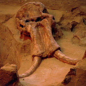 Fossil Mammoth Skull #1 by Science Photo Library
