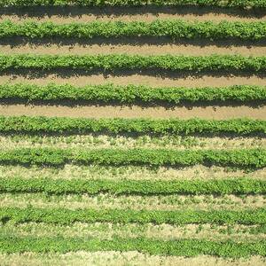 Grapevines #1 by Science Photo Library