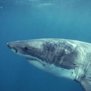 Great White Shark #1 by Jeff Rotman