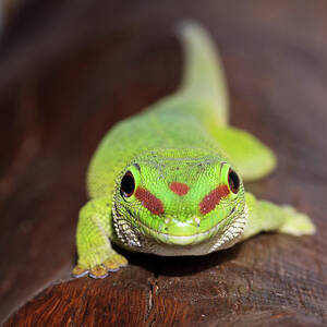 Green Day Gecko #1 by Science Photo Library