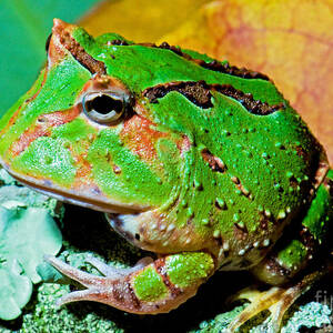 Green Fantasy Frogpacman Frog #1 by Millard H. Sharp