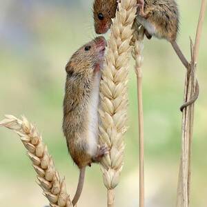 Harvest Mice #1 by Science Photo Library