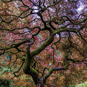 Japanese Maple Tree #1 by Mike Centioli