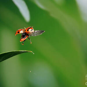 Ladybug Taking Off #1 by Scott Linstead
