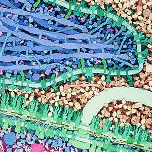 Macrophage Engulfing Bacterium #1 by Science Photo Library