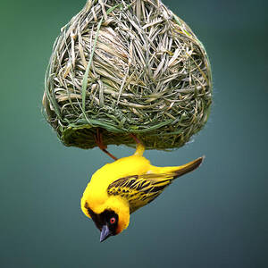 Masked weaver at nest #3 by Johan Swanepoel