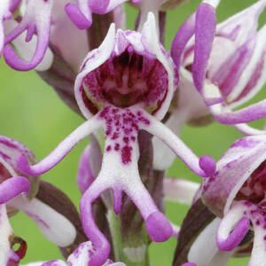 Monkey Orchid (orchis Simia) #1 by Science Photo Library
