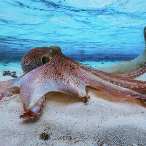 Octopus #1 by Barathieu Gabriel