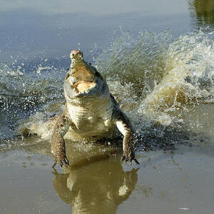 Orinoco Crocodile Protecting Nest #1 by M. Watson
