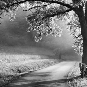 Path to the Woods #1 by Andrew Soundarajan