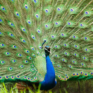 Peacock #1 by SAURAVphoto Online Store
