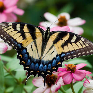 Pretty Swallowtail Butterfly #1 by Jill Lang