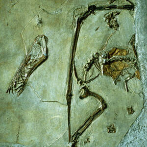 real pterodactyl fossil