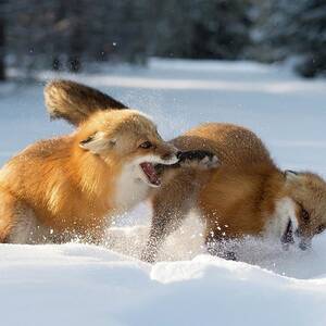 Red Foxes Interacting In Snow #1 by Science Photo Library