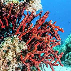 Red Rope Sponge On A Reef #1 by Science Photo Library