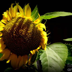 Silent Beauty #1 by Rabiah Seminole