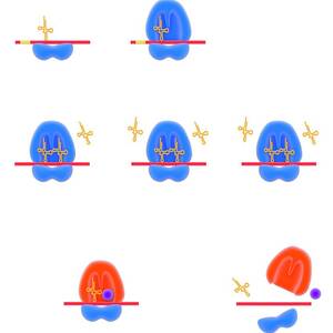 Stages Of Protein Synthesis #1 by Science Photo Library