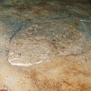 Summer Flounder #1 by Andrew J. Martinez