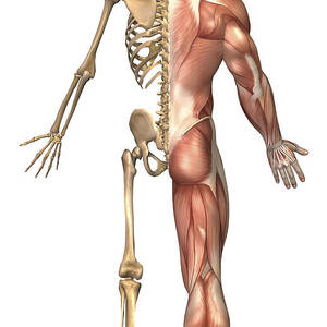 https://render.fineartamerica.com/images/rendered/square-dynamic/small/images-medium-large-5/1-the-human-skeleton-and-muscular-system-stocktrek-images.jpg