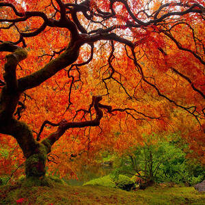 Tree Fire #2 by Darren White