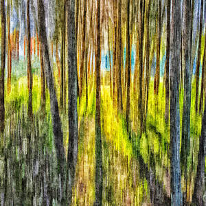 Trees #1 by Sheila Smart Fine Art Photography