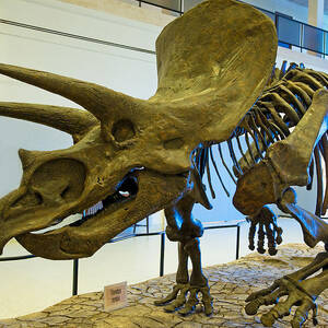 Triceratops #1 by Millard H. Sharp