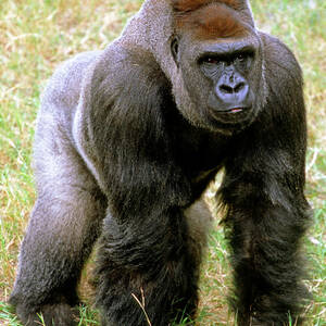 Western Lowland Gorilla #15 by Millard H. Sharp
