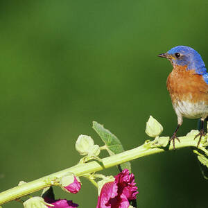 Eastern Bluebird (sialia Sialis Photograph by Richard and