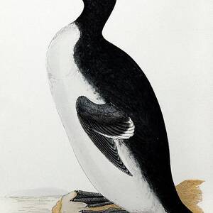 1852 Extinct Great Auk Flightless Bird by Science Photo Library