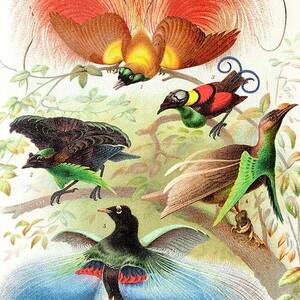 1894 Bird Of Paradise Wrong Display Poses by Science Photo Library