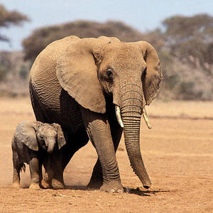 African Elephant Loxodonta Africana #19 by Gerard Lacz