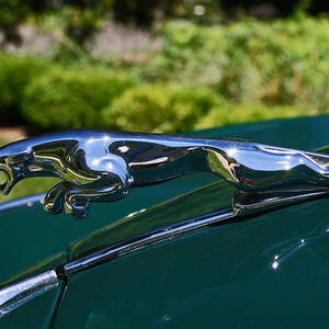 Jaguar # 1 Photograph by Allen Beatty | Fine Art America