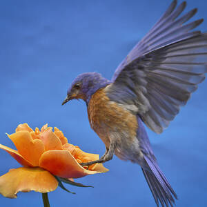 Balancing Act #2 by Jean Noren