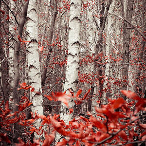 Birches And Beeches #2 by Hannes Cmarits