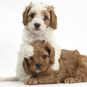 Cavapoo Puppies Hugging #2 by Mark Taylor
