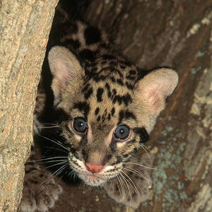 Clouded Leopard #2 by Art Wolfe