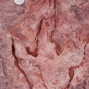Dinosaur Footprint In Arizona #2 by Science Photo Library